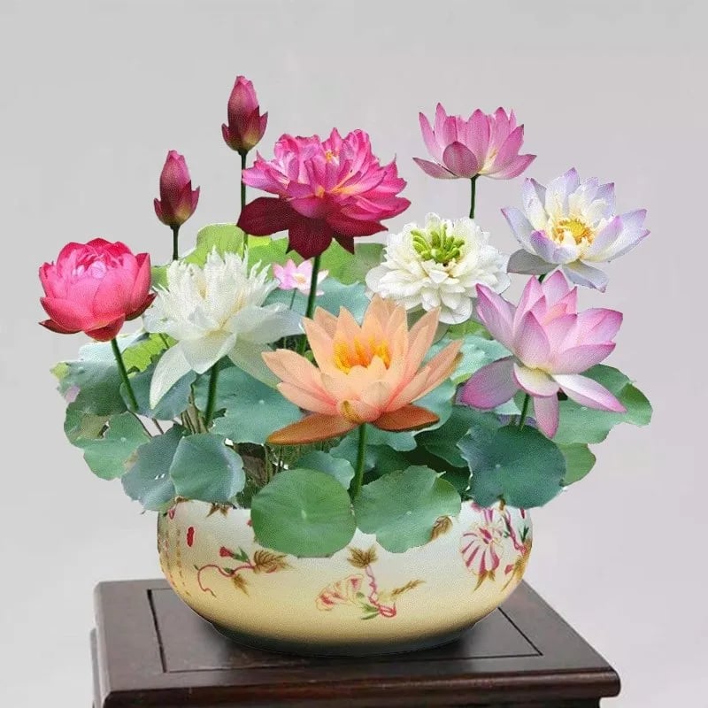 🌸[7 days germination]🔥HOT SALE - 49% OFF💐The Sacred Bonsai Bowl Lotus Flower Plant seeds