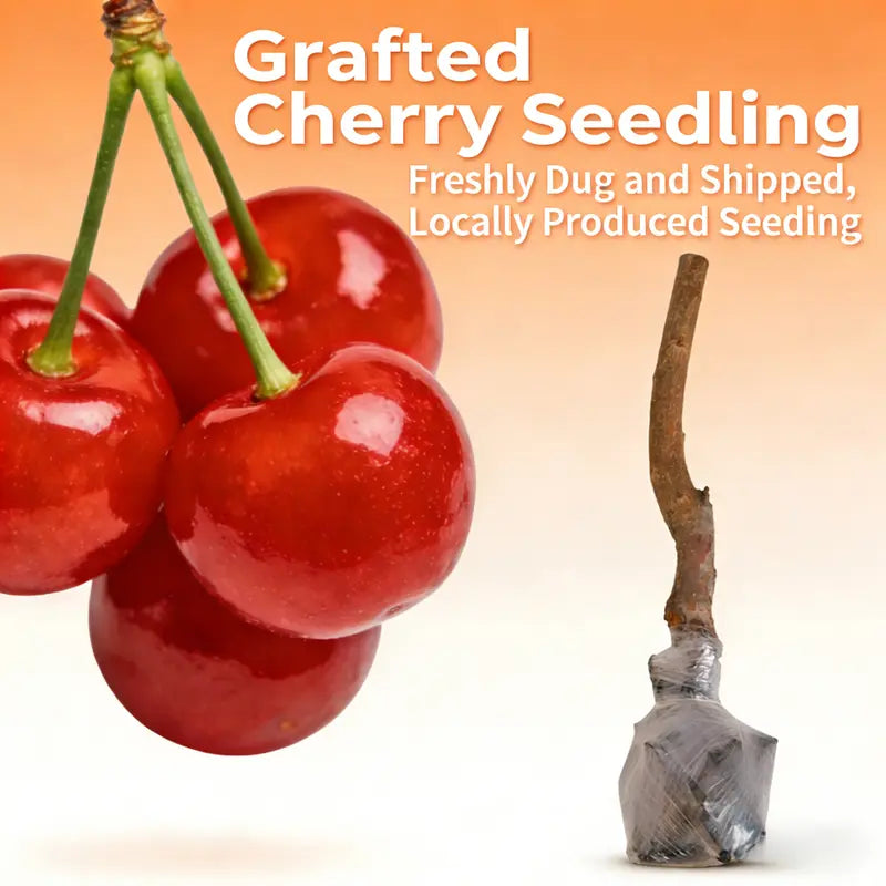 Giant Black Cherry Seeds | Sweet & Juicy Homegrown Fruit | Non-GMO Heirloom Variety