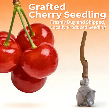 Giant Black Cherry Seeds | Sweet & Juicy Homegrown Fruit | Non-GMO Heirloom Variety