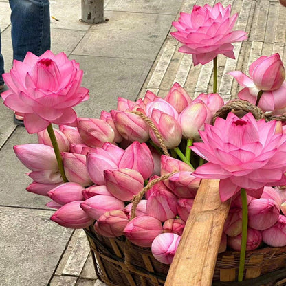 🌸[7 days germination]🔥HOT SALE - 49% OFF💐The Sacred Bonsai Bowl Lotus Flower Plant seeds