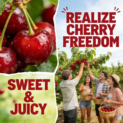 Giant Black Cherry Seeds | Sweet & Juicy Homegrown Fruit | Non-GMO Heirloom Variety