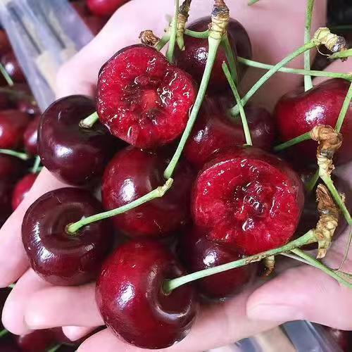 Giant Black Cherry Seeds | Sweet & Juicy Homegrown Fruit | Non-GMO Heirloom Variety