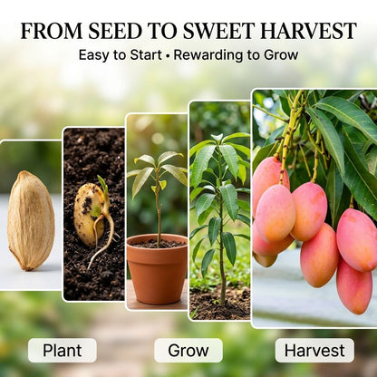 🌸 Grow Your Own Pink Mango Tree — Rare, Sweet & Worth the Wait