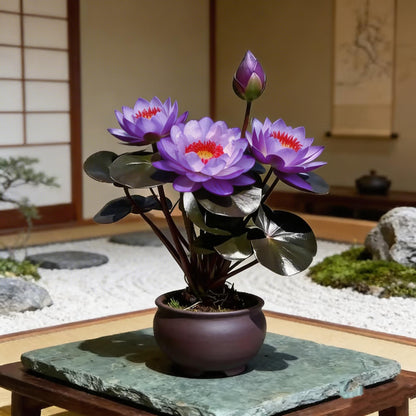 🌸[7 days germination]🔥HOT SALE - 49% OFF💐The Sacred Bonsai Bowl Lotus Flower Plant seeds