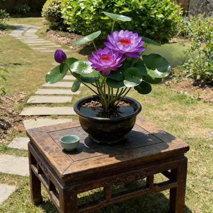 🌸[7 days germination]🔥HOT SALE - 49% OFF💐The Sacred Bonsai Bowl Lotus Flower Plant seeds