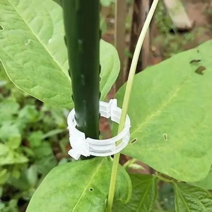 🔥Last Day 49% OFF-Reusable Plant Support Clips (100 clips)
