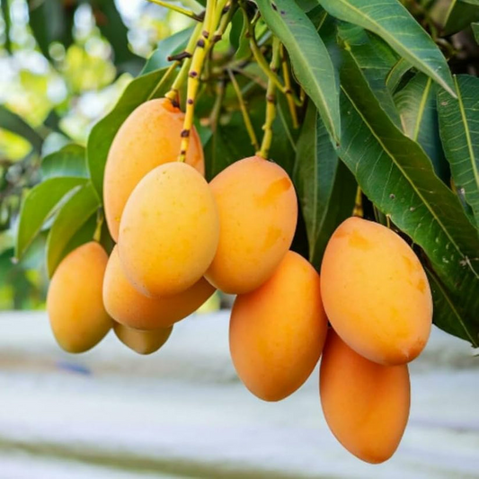 10PCS Extra-Sweet Superior Pink Mango for Plant seeds