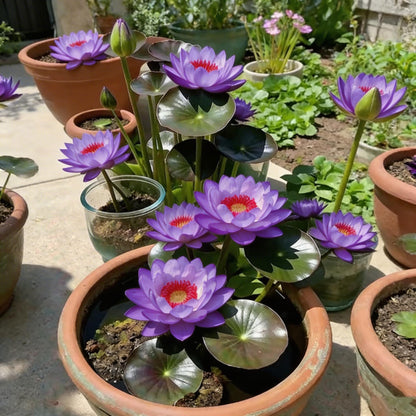 🌸[7 days germination]🔥HOT SALE - 49% OFF💐The Sacred Bonsai Bowl Lotus Flower Plant seeds