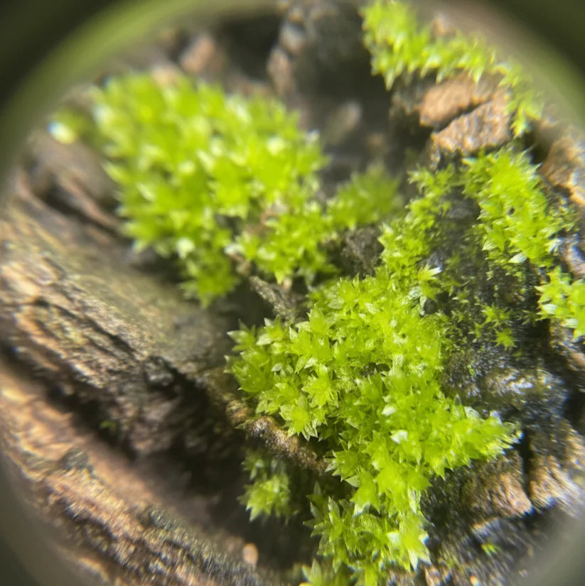 A Lens That Builds Focus Through Curiosity