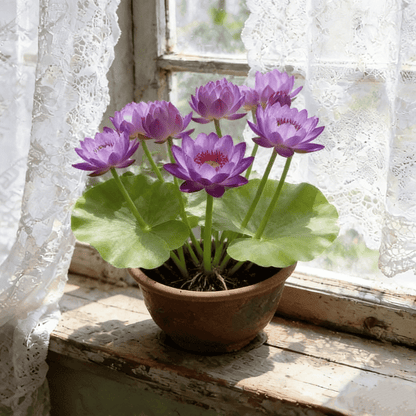 🌸[7 days germination]🔥HOT SALE - 49% OFF💐The Sacred Bonsai Bowl Lotus Flower Plant seeds
