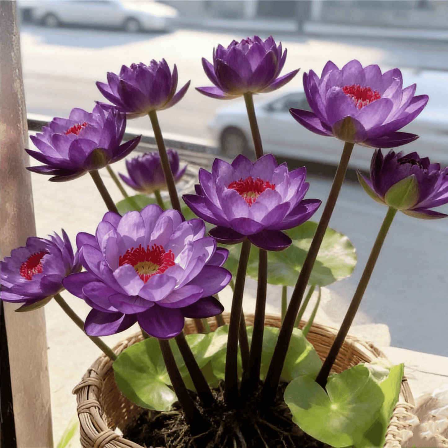 🌸[7 days germination]🔥HOT SALE - 49% OFF💐The Sacred Bonsai Bowl Lotus Flower Plant seeds